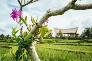 renting out villas in bali